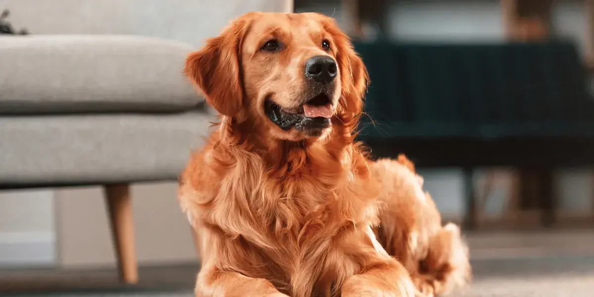 My Boyfriend Claimed the Locked Room In His Apartment Was 'Just for Storage' — Then His Dog Led Me to the Truth
