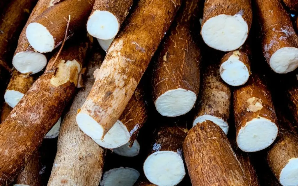 Over 200 People Are Killed By The “World’s Deadliest Food” Every Year, But Almost 500 Million People Still Eat It