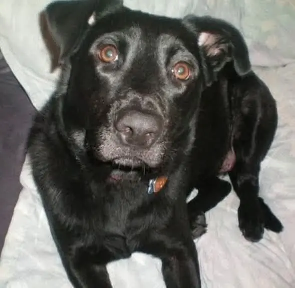 How an Abandoned Dog Named Bella Turned Me into a Dog Person