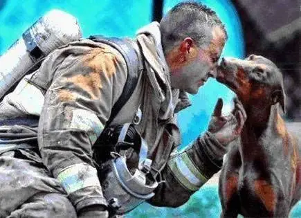 A Pregnant Doberman’s Heartfelt Kiss to the Firefighter Who Saved Her Life
