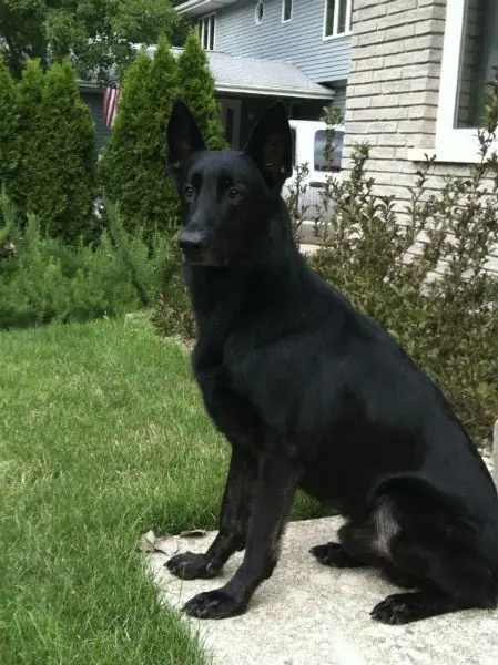 How We Rescued Gu nner: A Lost German Shepherd’s Journey to a Forever Home