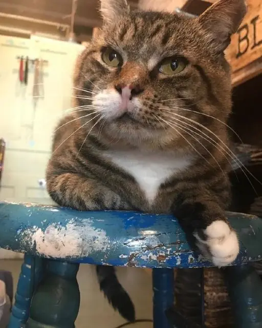 How a Stray Cat Became the “Guardian” of My Store And Gave Me a Life-Changing Lesson