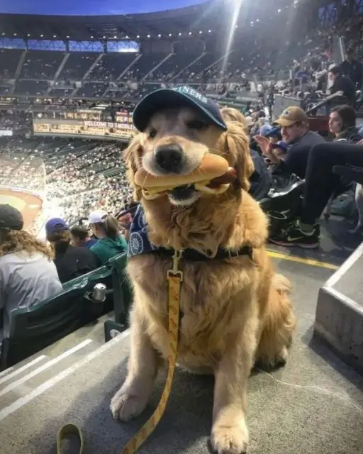 My Dog St0le a Hot Dog at the Ballgame, What Happened Next Had the Whole Stadium in Stitches
