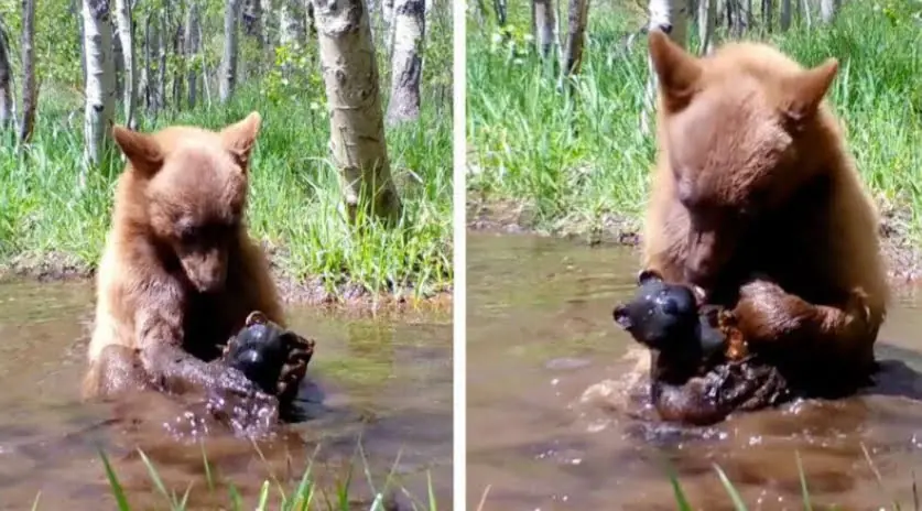 Young Bear's Unexpected Friendship with a Toy Revealed in Heartwarming Trail Cam Video