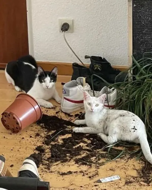 he Sh0cking Discovery My Cats Made That Changed Everything