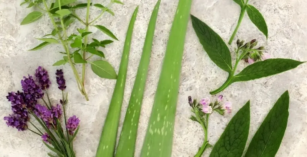 9 Powerful Herbs to Treat Acne and Blemishes Naturally