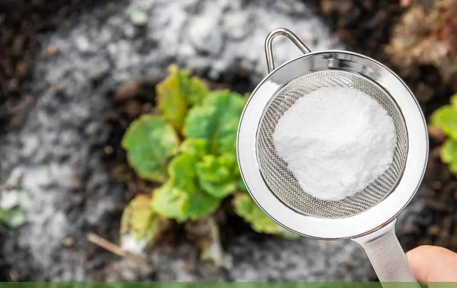8 Powerful Ways to Use Baking Soda in Your Garden