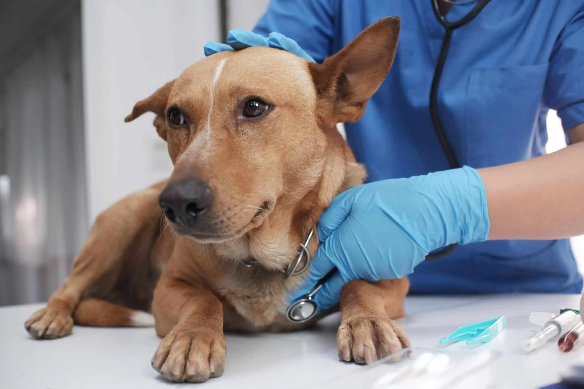 Complete Guide to Essential Dog Health Checks: Keep Your Furry Friend Happy and Healthy