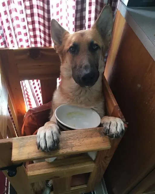 When Your Dog Can’t Eat Like Others: How a Simple Chair Changed Our Lives Forever