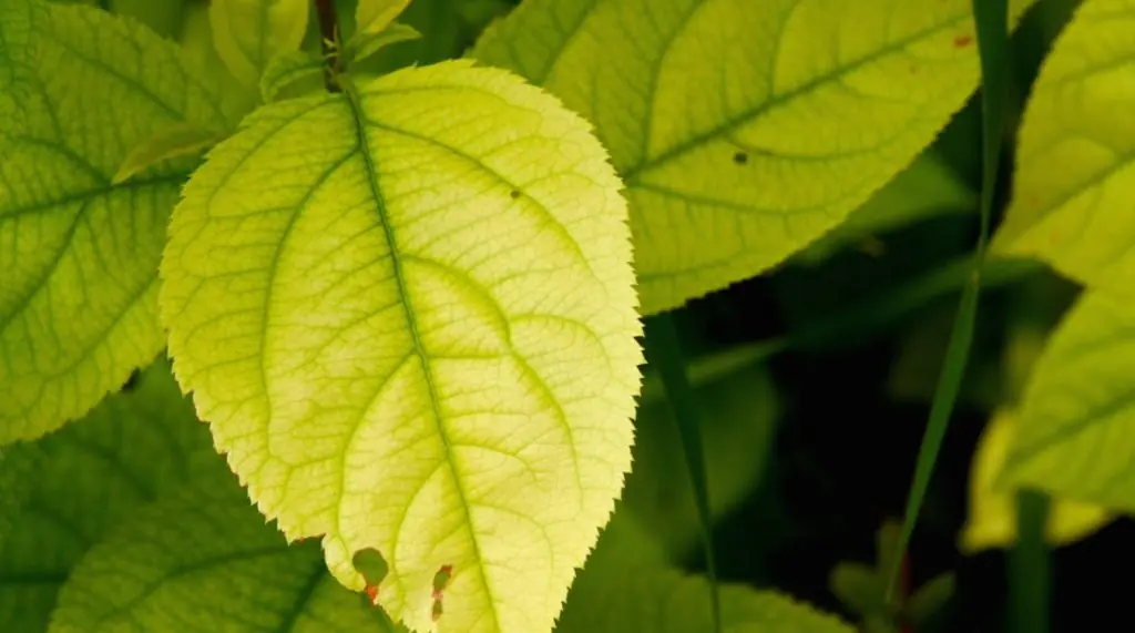 Mastering Plant Health: Identify and Fix All Types of Plant Deficiencies Like a Pro