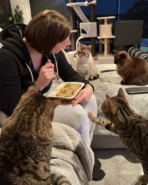 Every Night My Cats Gather at Dinner. But Tonight, They Revealed a Secret I Wasn’t Ready For