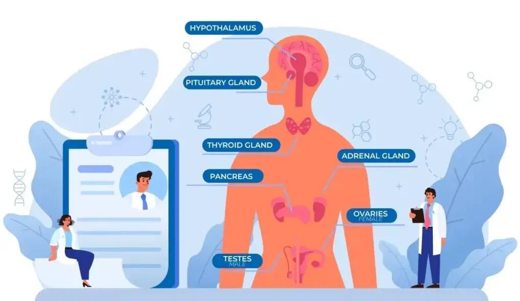 Understanding Key Hormones: How They Influence Your Body and Health