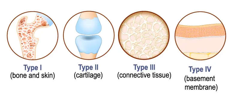 The Essential Guide to Collagen Types: History, Benefits, and Why Roman Numerals Matter