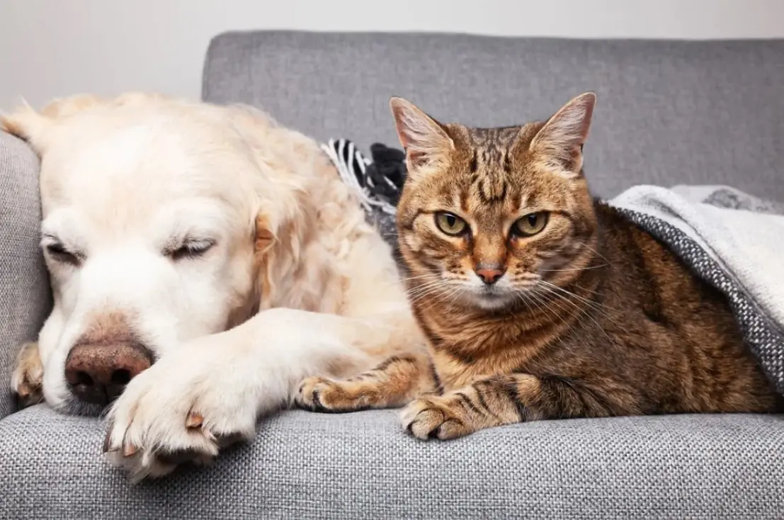 10 Brilliant and Budget-Friendly Pet Hacks to Make Life Easier