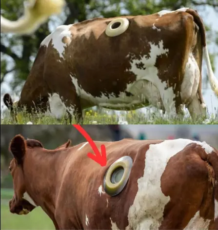 Controversy Over Use of Portholes to Access Cows’ Stomachs Sparks Debate on Animal Welfare and Agricultural Research