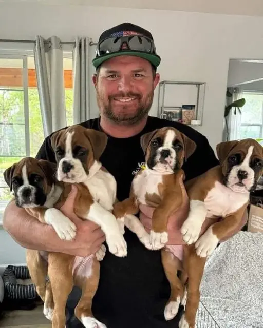 Rescuing Innocence: How Four Abandoned Boxer Puppies Revealed a Dark Underground Ring