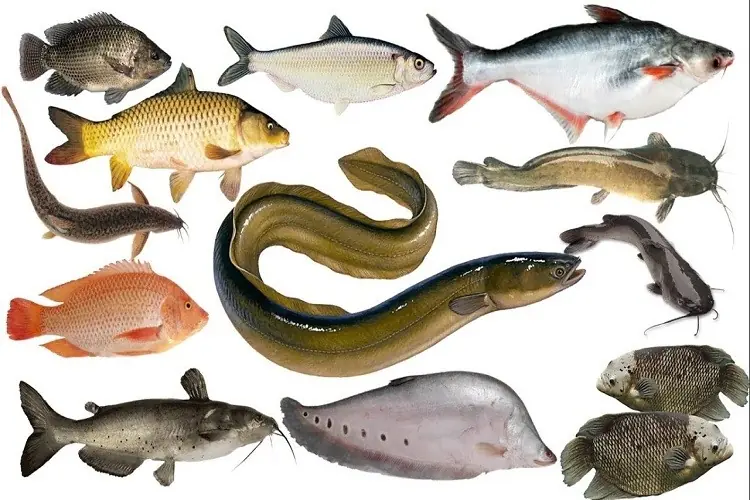 Beware: These 6 Inexpensive Fish Could Be Contaminated with H@rmful Toxins