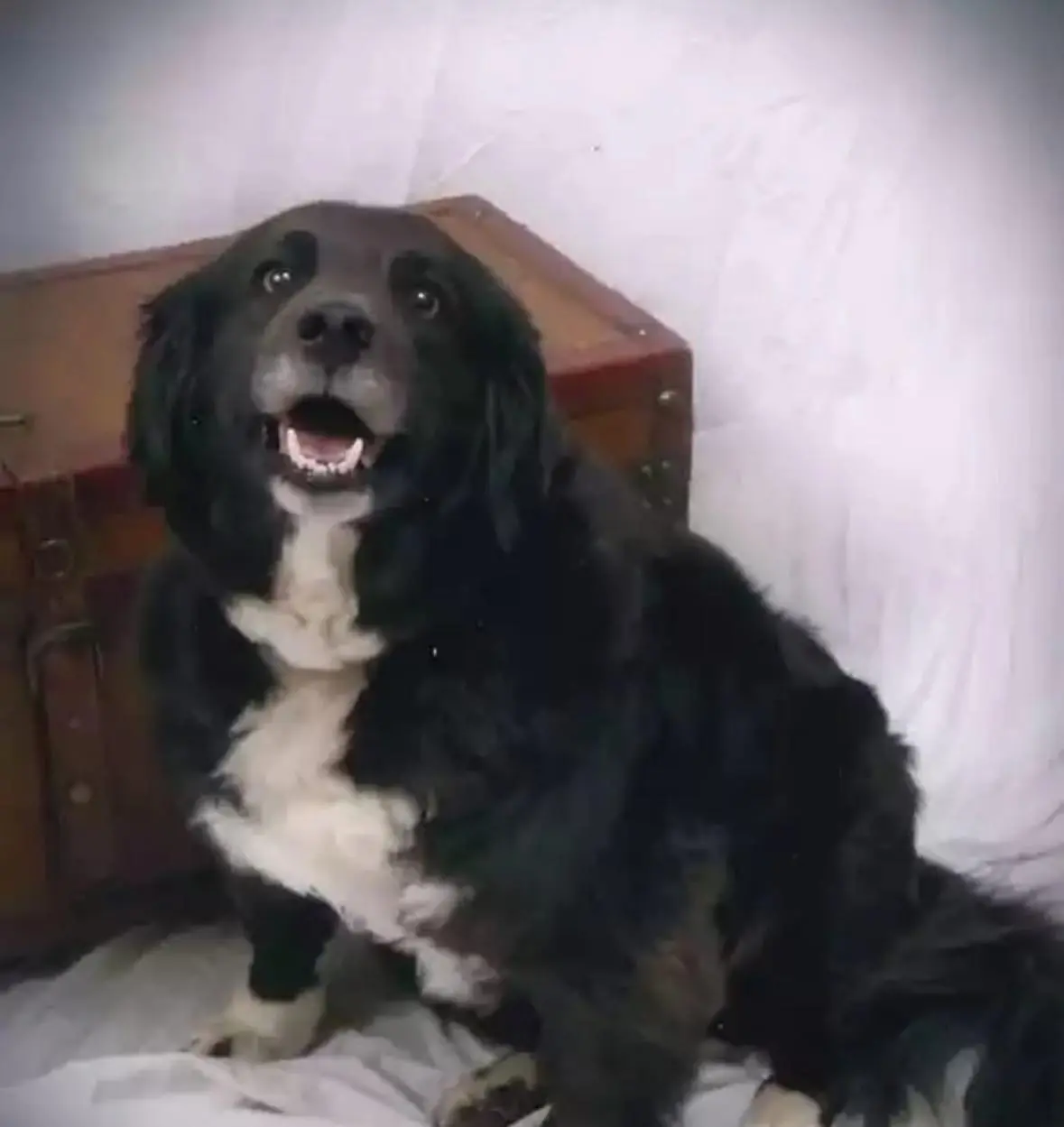 HOW A LOST DOG LED US TO OUR PERFECT PAL — AND CHANGED OUR LIVES FOREVER