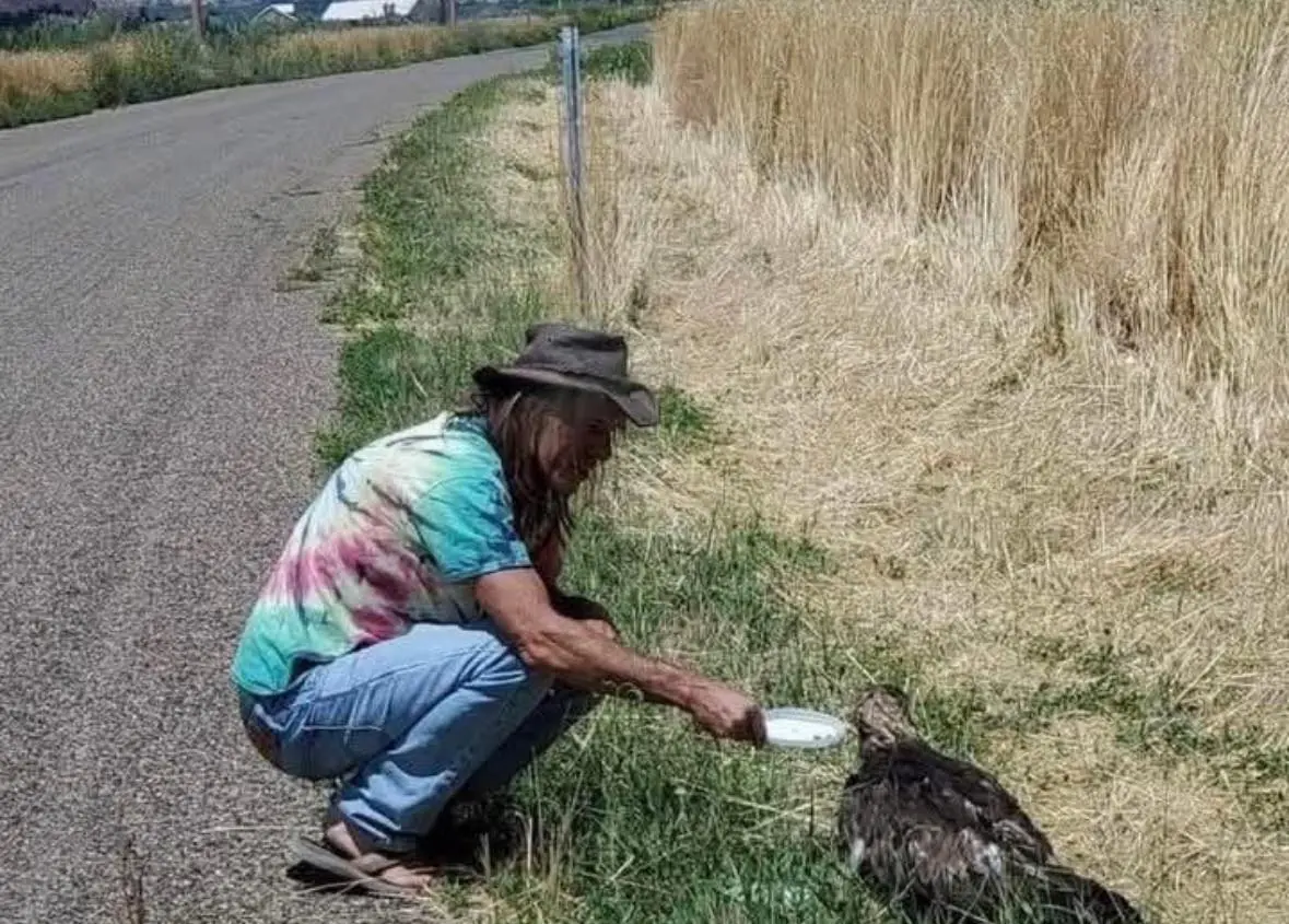 A Miraculous Rescue: Saving an Injured Golden Eagle Named Goldie in Kanab, Utah