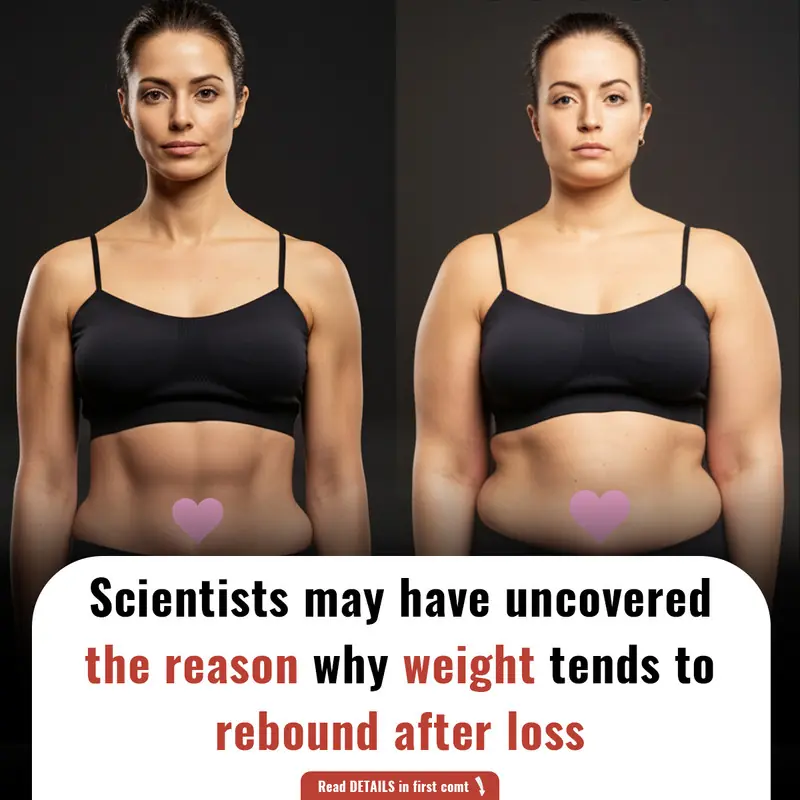 Scientists may have uncovered the reason why weight tends to rebound after loss
