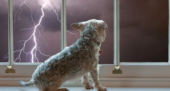 Why Dogs Are More Sensitive and Alert During Thunderstorms Than Humans: The Science Behind Their Unique Instincts