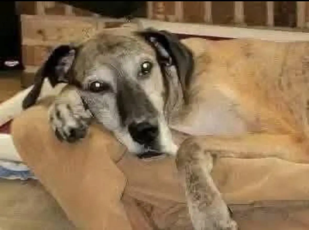 THE HEARTBRE@KING RESCUE OF ETHEL: FROM PUPPY MILL NIGHTM@RES TO A LIFE FILLED WITH LOVE