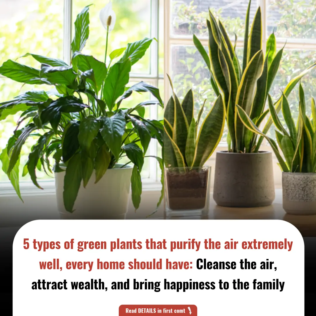 5 types of green plants that purify the air extremely well, every home should have: Cleanse the air, attract wealth, and bring happiness to the family