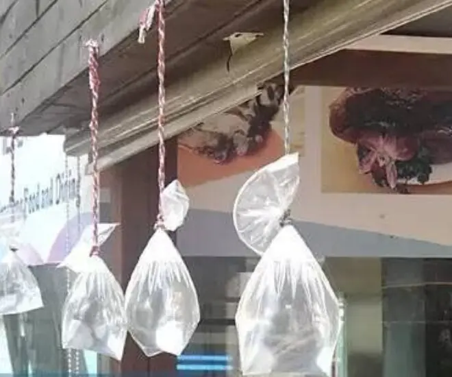 Why do many families hang water-filled plastic bags at their door stepsevery summer? The surprising science behind it