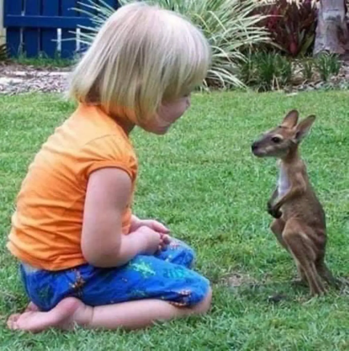 A Heartwarming Bond: A Child and Kangaroo’s Friendship Teaches Us Kindness