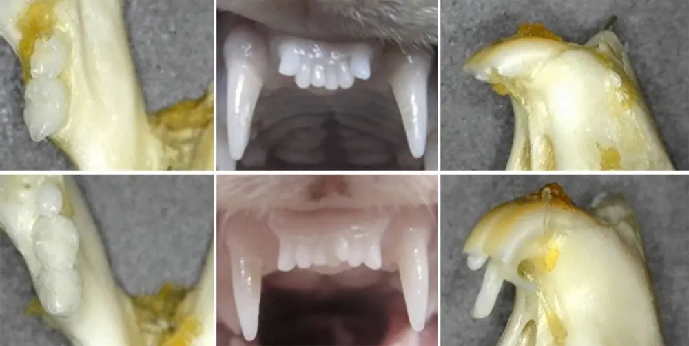 Japanese Researchers Pioneering Drug for Regrowing Teeth: A Potential Breakthrough in Dental Treatment