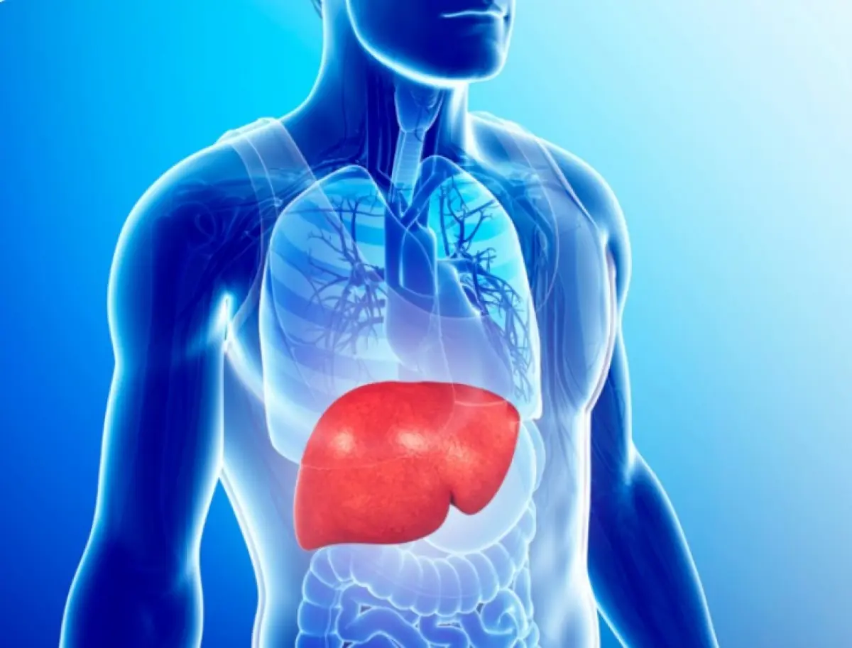 Fatty Liver Disease: A Silent Pathway to Liver C@ncer