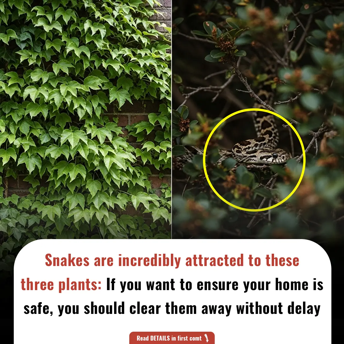 Snakes are incredibly attracted to these three plants: If you want to ensure your home is safe, you should clear them away without delay