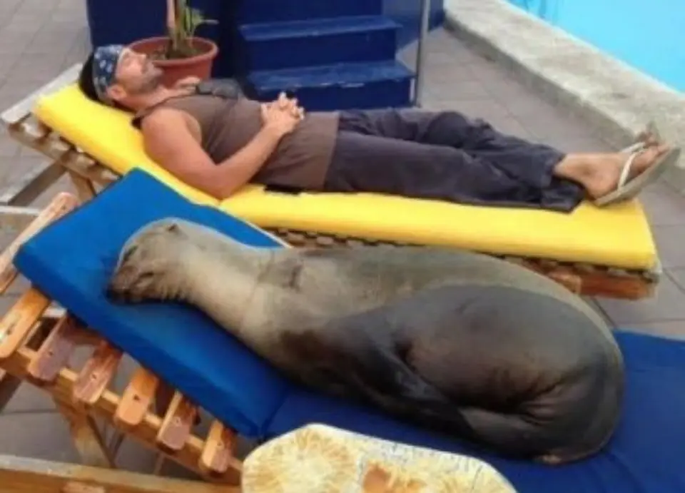 The Unforgettable Bond: How a Sea Lion Named Panchita Found Her Way Home