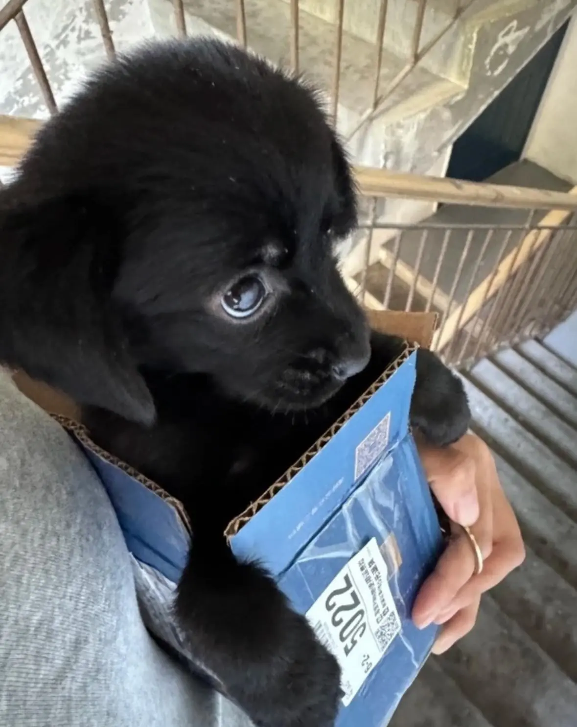 From Stray to Beloved: Xiaobai’s Heartwarming Rescue Story
