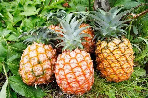 How to Choose the Sweetest Pineapple: Long Leaves or Short?