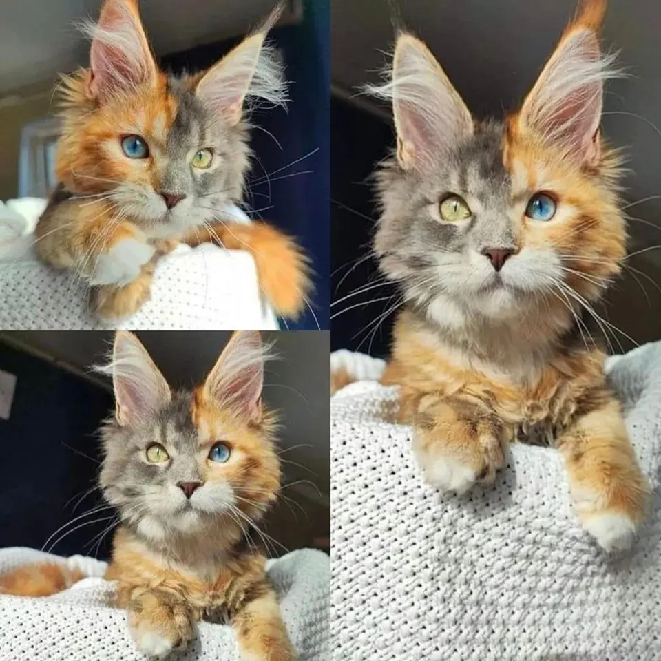 Beyond Perfect: How One 'Crooked-Faced' Cat Found Her Forever Home and Redefined Beauty