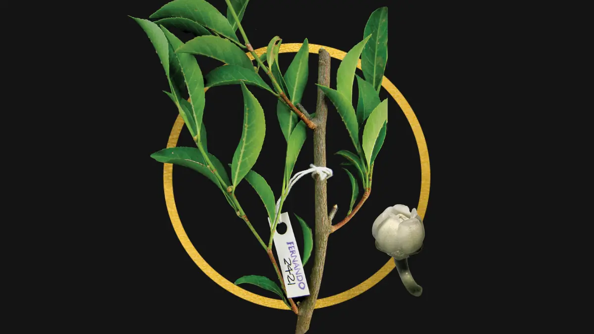 Philippine Scientists Discover Rare Hyperaccumulator Plant to Clean T0xic Soil Naturally