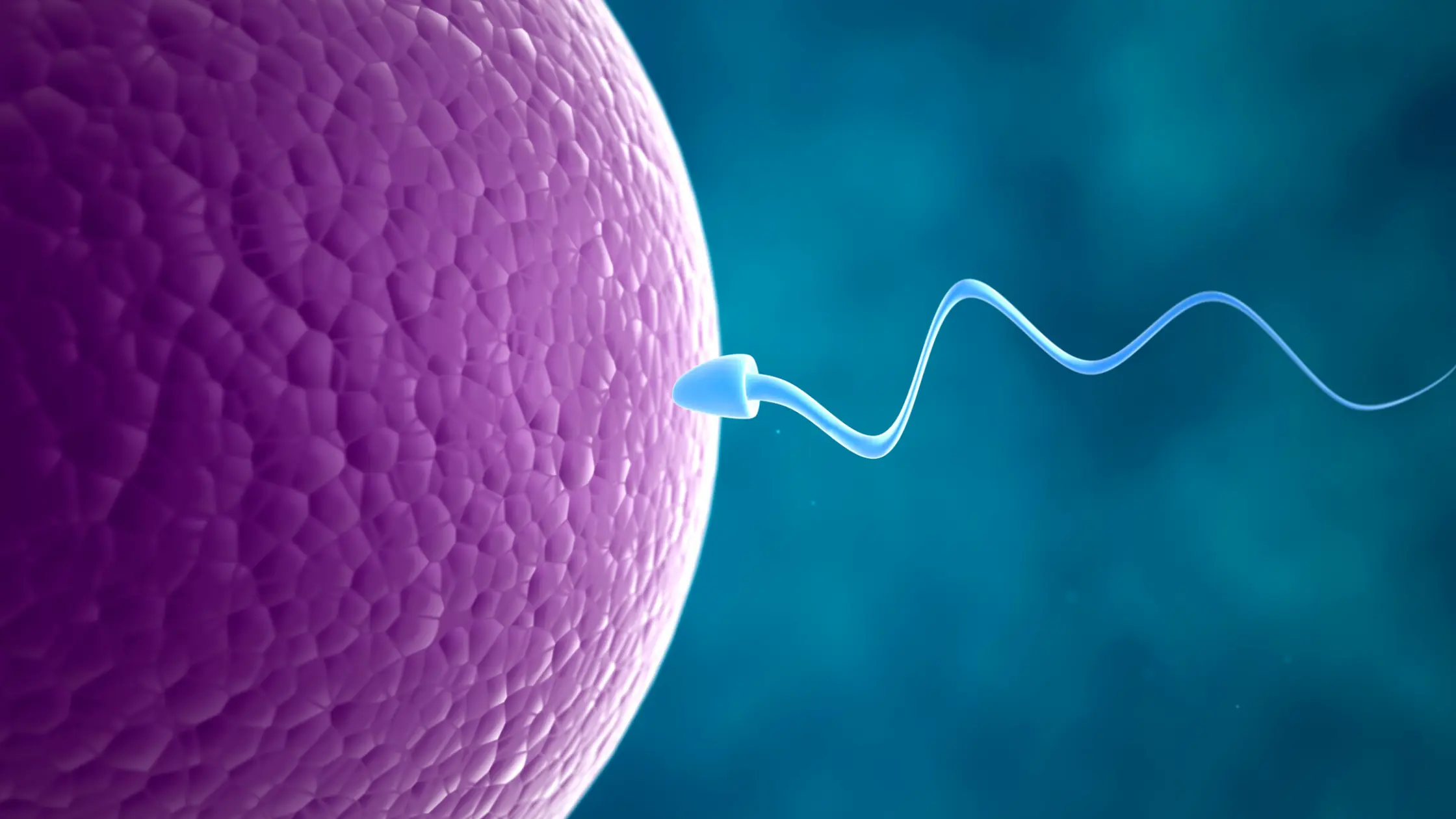 The Egg Chooses: Groundbreaking Discovery Reveals How Eggs Select Sperm for Fertilization