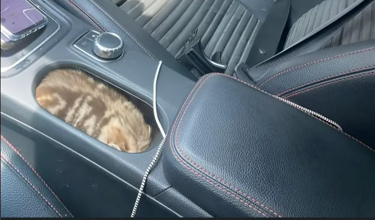 A Tiny Miracle: Rescuing Kitten Turbo from a Car Cup Holder