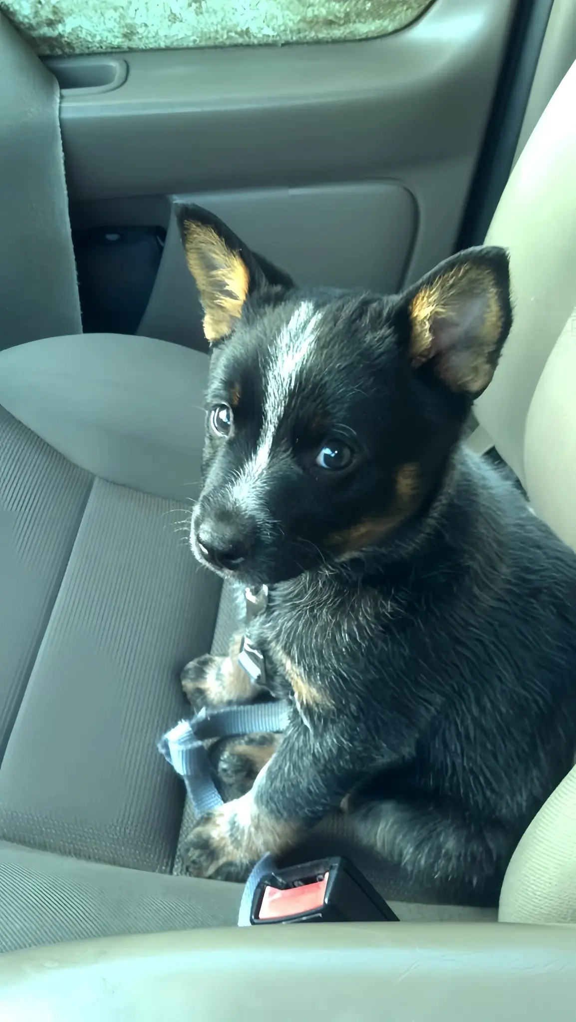 From Heartbreak to Home: The Rescued Dog Who Found Unconditional Love and a Second Chance