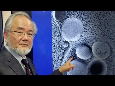 Autophagy Explained: Why Getting Hungry Destr0ys Canc3r, Alzheimer's and Aging Cells