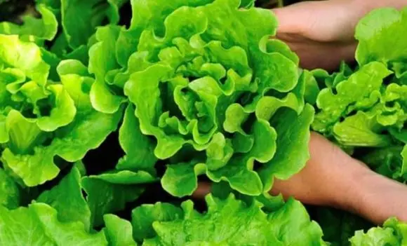12 Summer Vegetables Prone to P@rasite Contamination: What You Need to Know