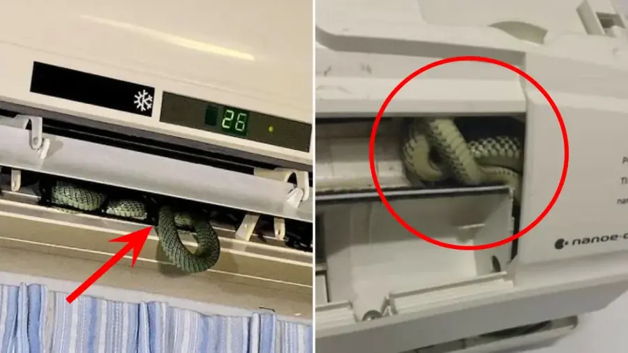 How to Prevent Snakes from Entering Your Air Conditioner: Essential Safety Tips