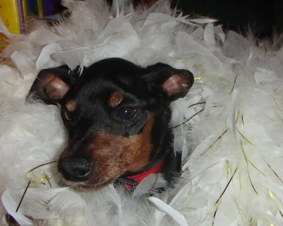 From Abandoned to Adored: The Heartwarming Story of Zed, the Miniature Pinscher Who Found His Forever Family