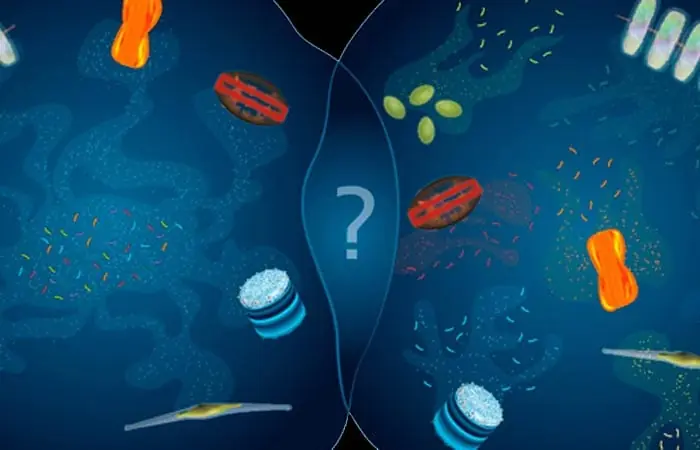 Seawater Viruses: How Marine Viruses Play a Crucial Role in Ocean Ecosystems