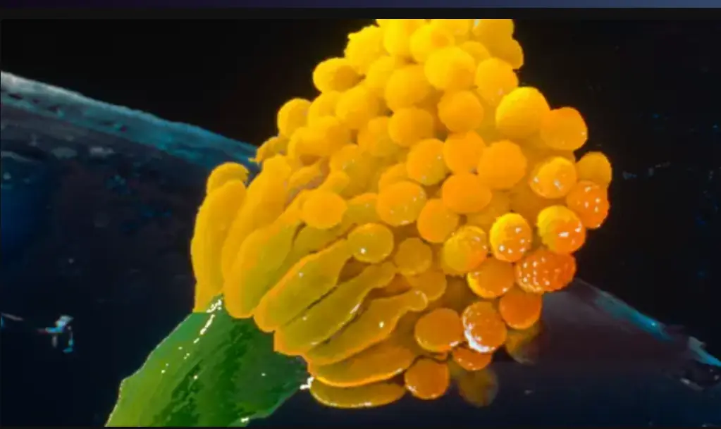 De@dly Fungus 'Eats You from the Inside Out' – Scientists Warn of Growing Thre@t Due to Climate Change