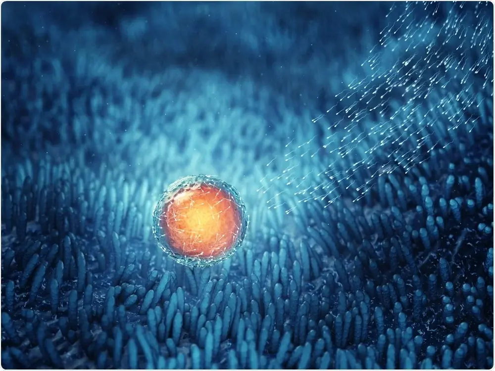 The Egg's Secret Power: How It Selects Sperm Through Chemical Signals