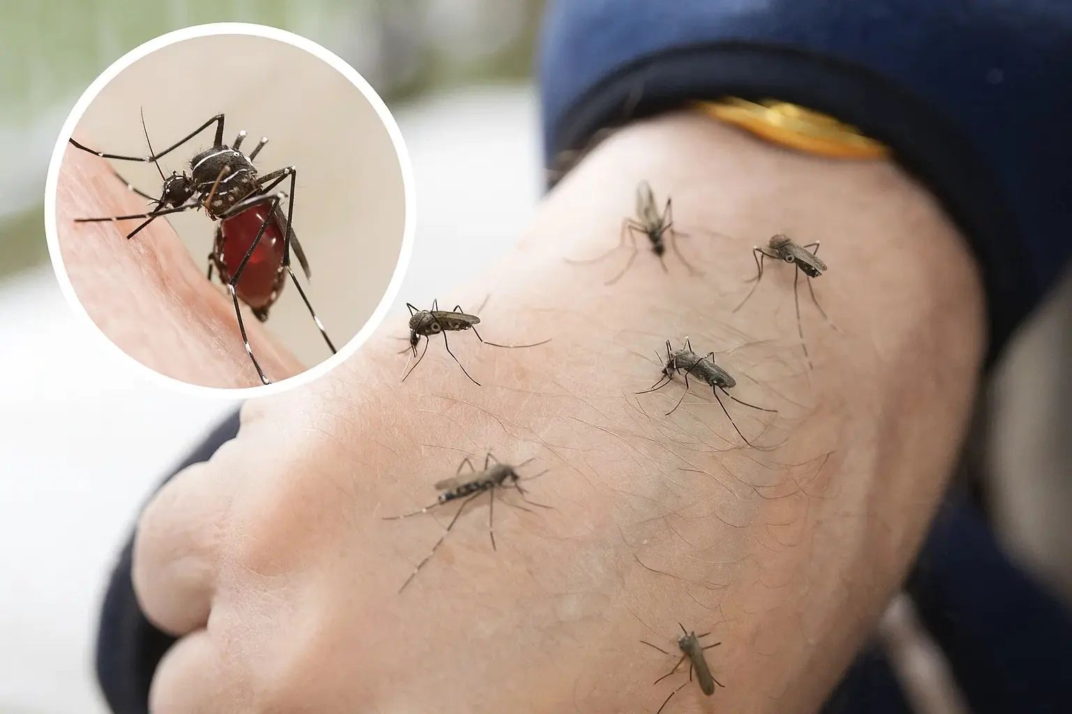 If Mosquitoes always go straight for you more than others, here's the reason why