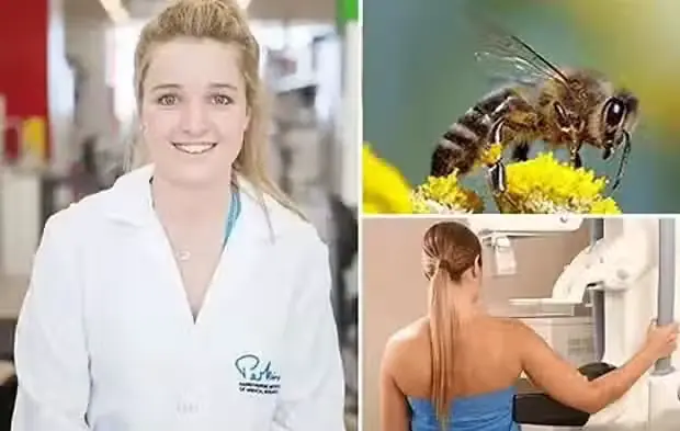 Honeybee Venom Could Help Fight Bre@st C@ncer: Promising Research on Melittin
