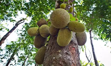 Nature’s Powerhouse: How One Jackfruit Can Nourish an Entire Family